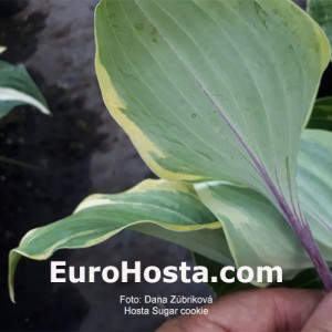 Hosta Sugar cookie