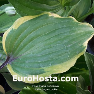 Hosta Sugar cookie