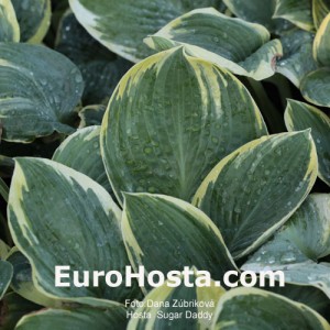 Hosta Sugar Daddy - Eurohosta