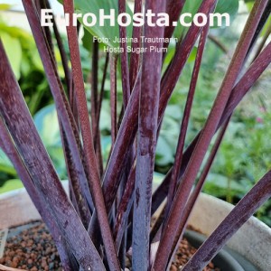 Hosta Sugar Plum