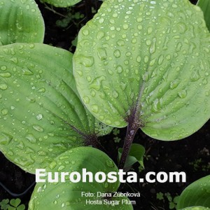 Hosta Sugar Plum