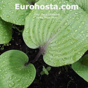 Hosta Sugar Plum