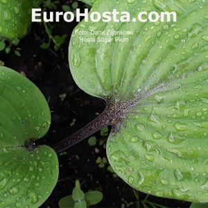 Hosta Sugar Plum