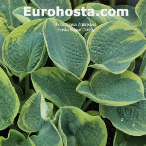 Hosta Sugar Daddy