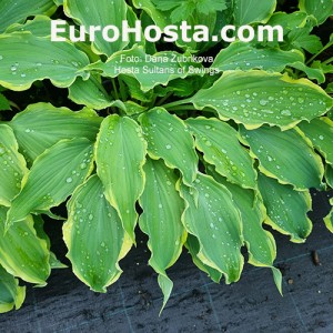 Hosta Sultans of Swing