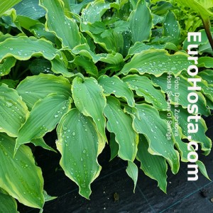 Hosta Sultans of Swing