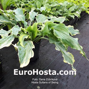 Hosta Sultans of Swing