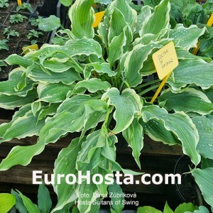 Hosta Sultans of Swing