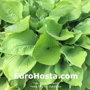 Hosta Sum and Substance - Eurohosta