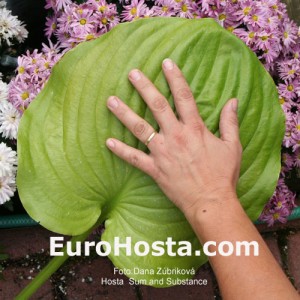 Hosta Sum and Substance - Eurohosta