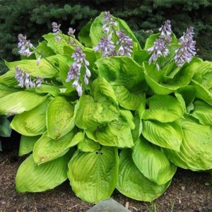 Hosta Sum and Substance - Eurohosta