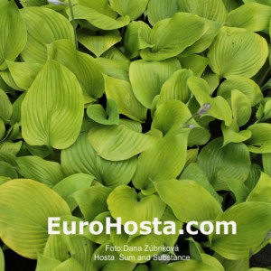 Hosta Sum and Substance - Eurohosta