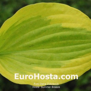 Hosta Summer Breeze - Eurohosta