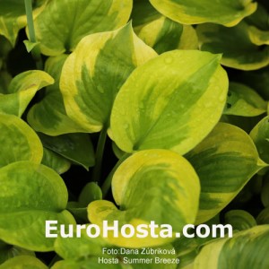 Hosta Summer Breeze - Eurohosta