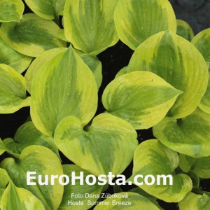 Hosta Summer Breeze - Eurohosta