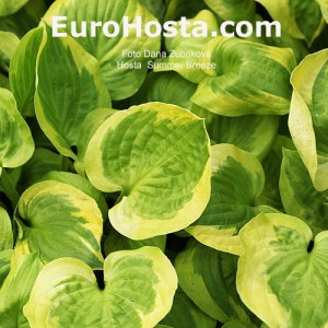 Hosta Summer Breeze - Eurohosta