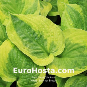 Hosta Summer Breeze - Eurohosta