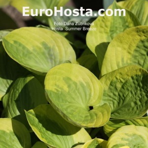 Hosta Summer Breeze - Eurohosta