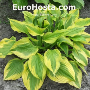 Hosta Summer Lovin - Eurohosta