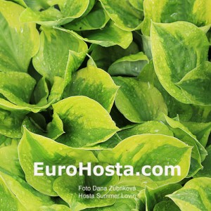 Hosta Summer Lovin - Eurohosta