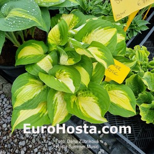 Hosta Summer Music - Eurohosta