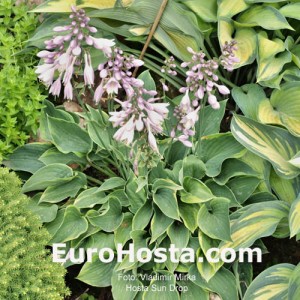 Hosta Sun Drop