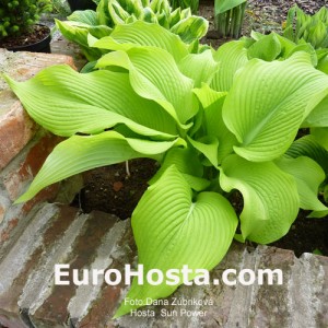 Hosta Sun Power - Eurohosta