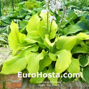 Hosta Sun Power - Eurohosta