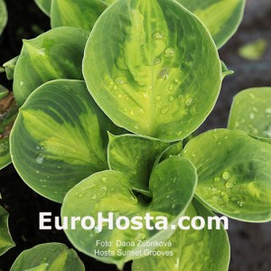 Hosta Sunset Grooves - Eurohosta