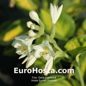 Hosta Sunset Grooves - Eurohosta