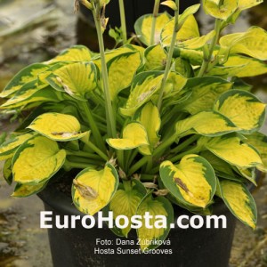 Hosta Sunset Grooves - Eurohosta