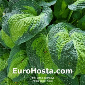 Hosta Super Nova - Eurohosta