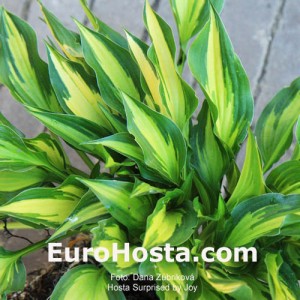 Hosta Surprised by Joy