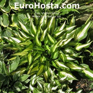 Hosta Surprised by Joy