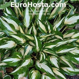 Hosta Surprised by Joy