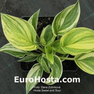 Hosta Sweet and Sour