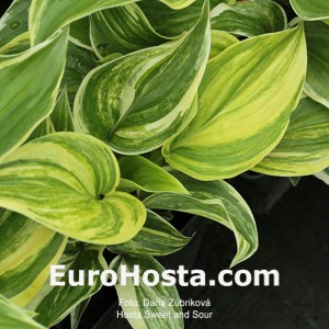 Hosta Sweet and Sour