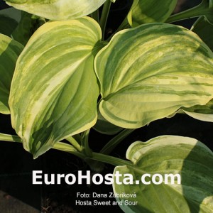 Hosta Sweet and Sour