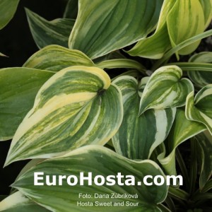 Hosta Sweet and Sour