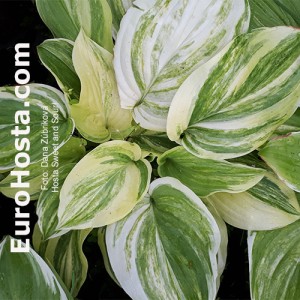 Hosta Sweet and Sour