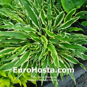 Hosta Syncopated Harmony