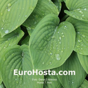 Hosta T. Rex - Eurohosta