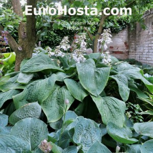 Hosta T. Rex - Eurohosta