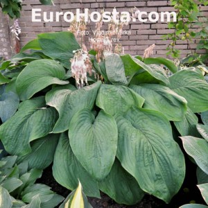 Hosta T. Rex - Eurohosta