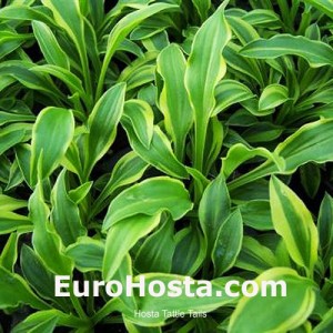 Hosta Tattle Tails Eurohosta