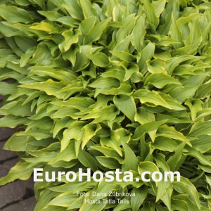 Hosta Tattle Tails Eurohosta