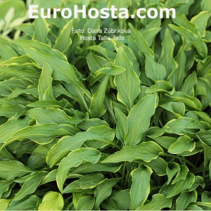 Hosta Tattle Tails Eurohosta