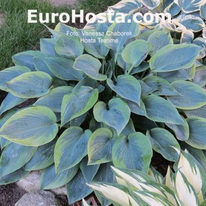 Hosta Teatime - Eurohosta