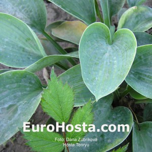 Hosta Tenryu