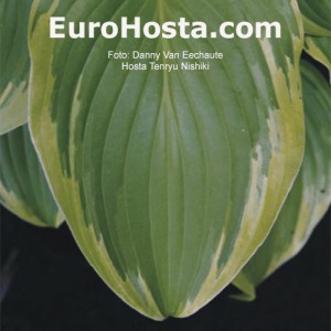 Hosta Tenryu Nishiki